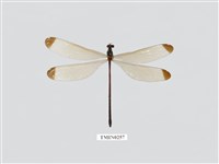 藏品(中華珈蟌南台亞種)的圖片